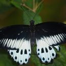 Papilio polymnestor Cramer (1775)的圖片