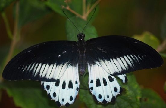 Image of Blue Mormon