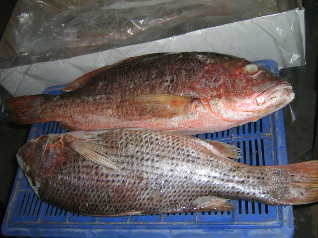 Red snapper/ Tambusa/ Taamb (तांबुसा, तांब) - Bombay Fresh Fish