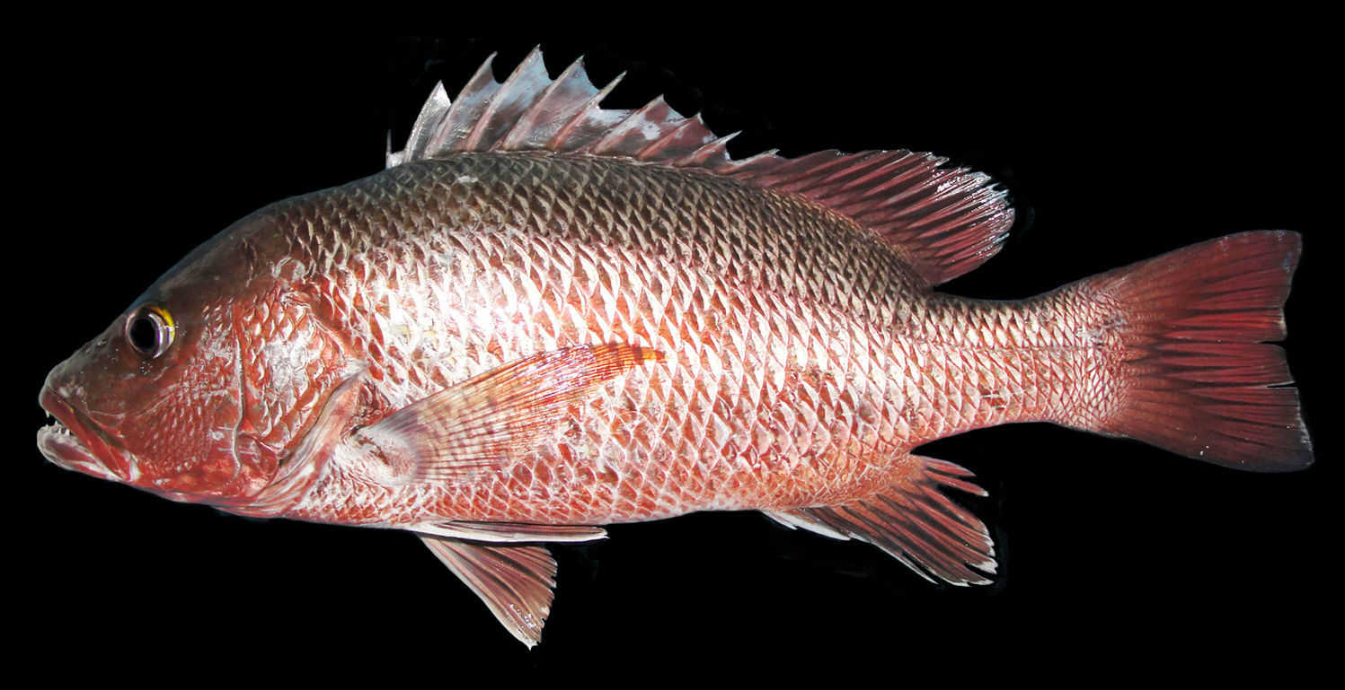 Red mangrove deals snapper