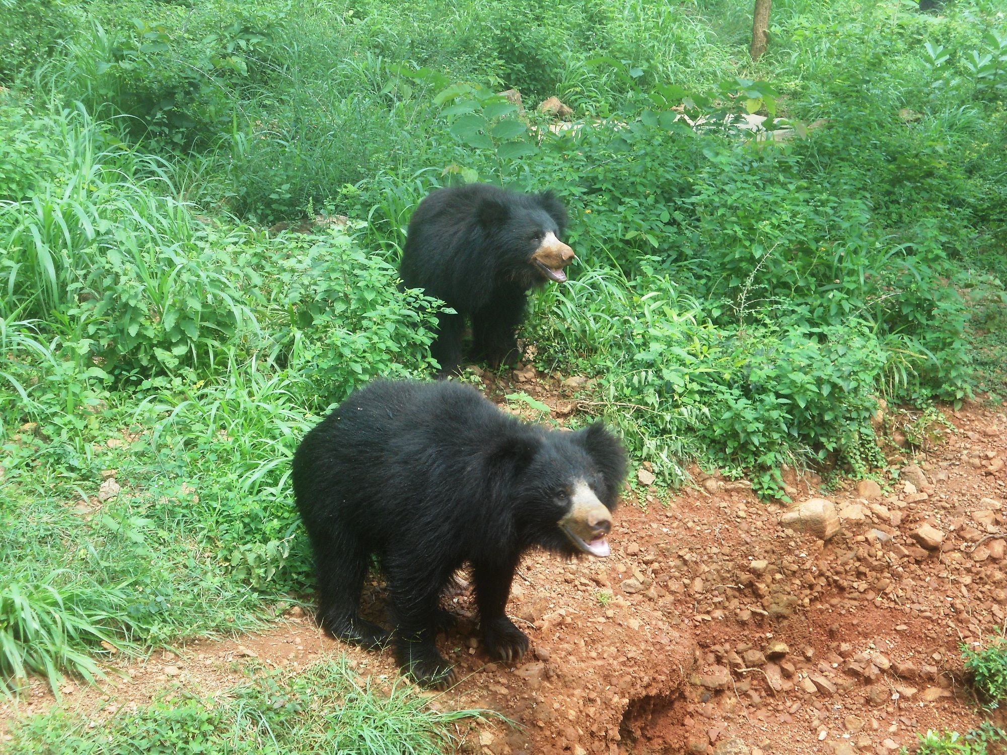 Image of Sloth Bear