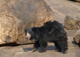 Image of Sloth Bear