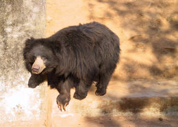 Image of Sloth Bear