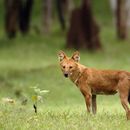 Imagem de Cão-selvagem-asiático