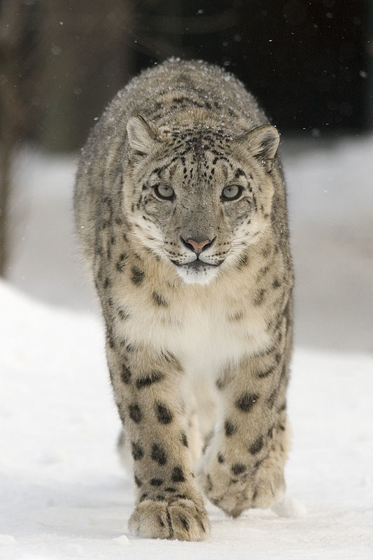 Image of Snow leopard