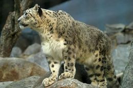 Image of Snow leopard