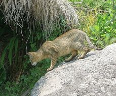 Image of jungle cat