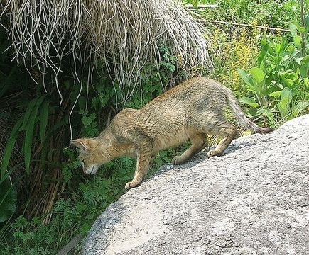 Image de Chat de jungle