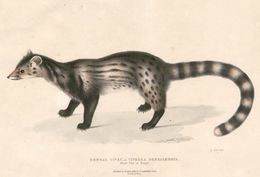 صورة Viverricula Hodgson 1838