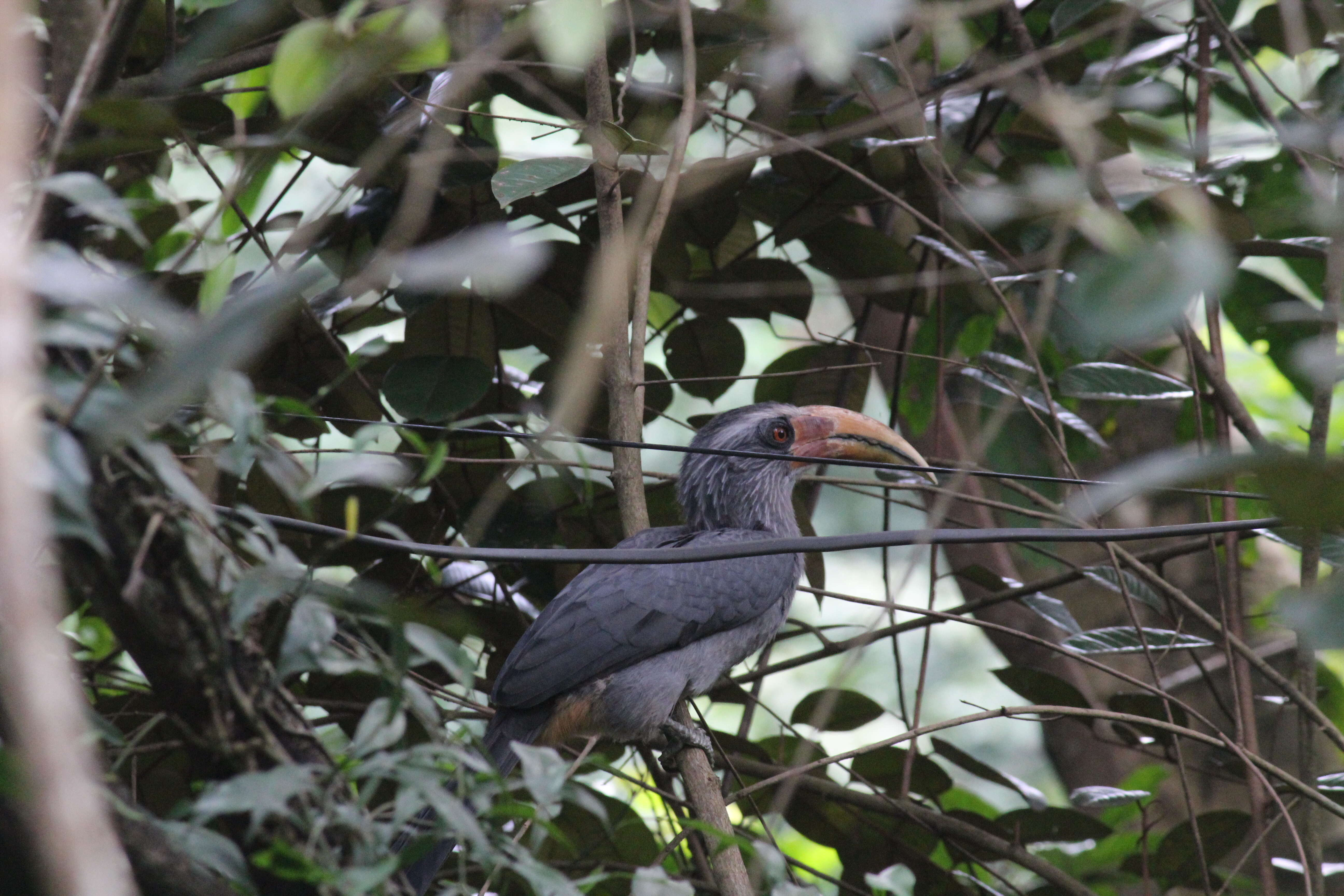 Image of Malabar Grey Hornbill