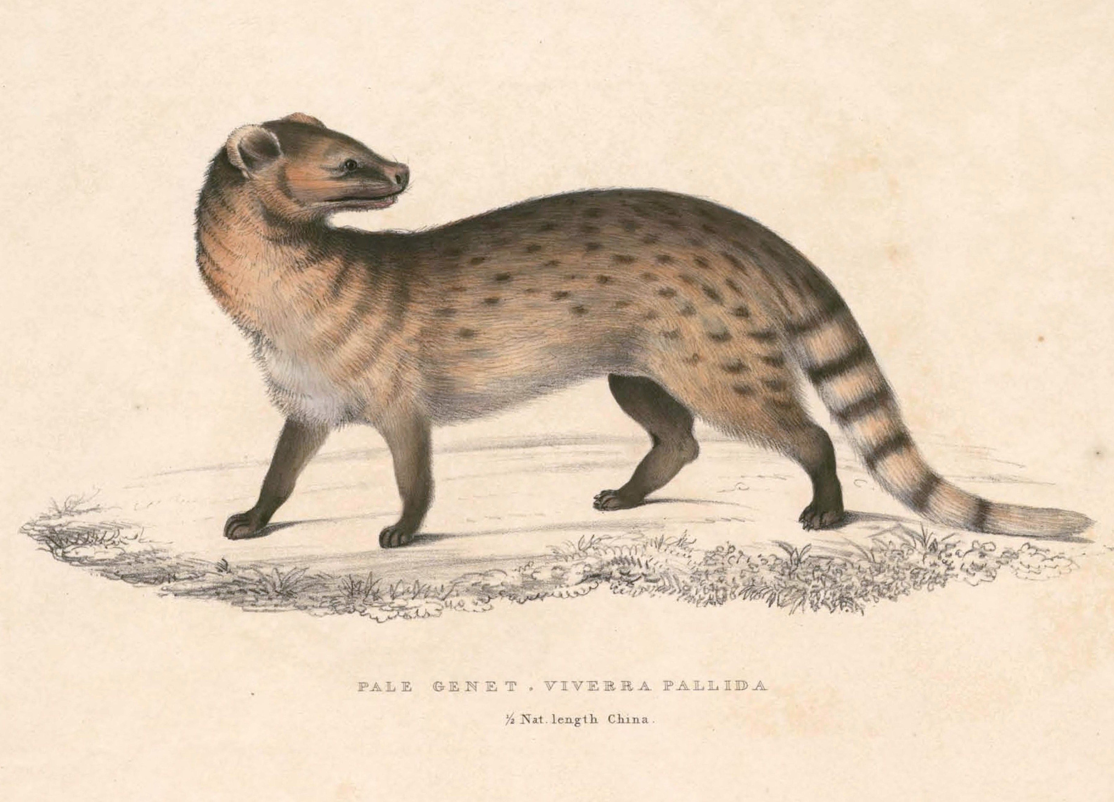 صورة Viverricula Hodgson 1838