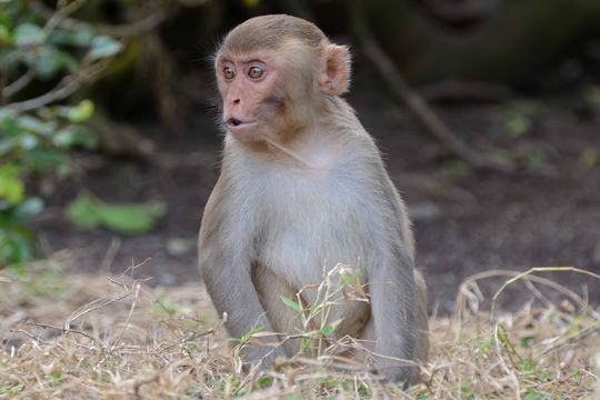 Image of Rhesus Monkey