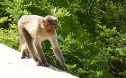 Image of Bonnet Macaque