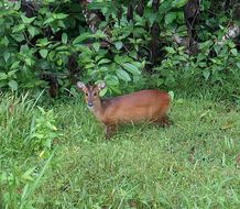 Image of Barking Deer