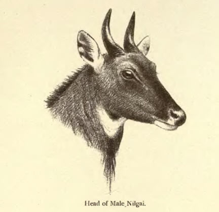 Image of Boselaphus Blainville 1816