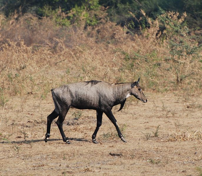 Boselaphus Blainville 1816 resmi