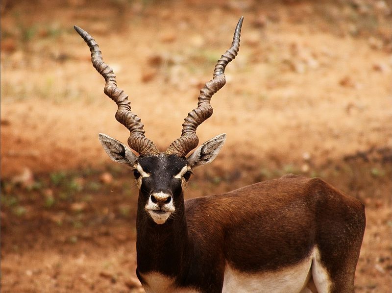 Image of Blackbuck