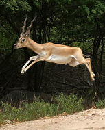 Image de Antilope Pallas 1766