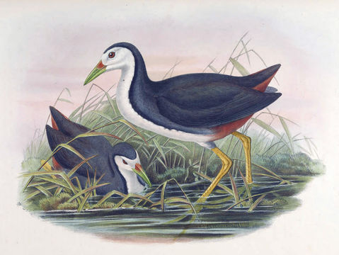 Image of White-breasted Waterhen