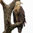 Image of Band-tailed Fish-eagle