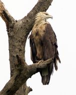 Image of Band-tailed Fish-eagle