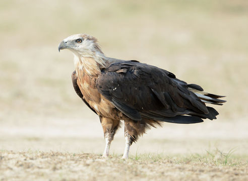 Image of Band-tailed Fish-eagle