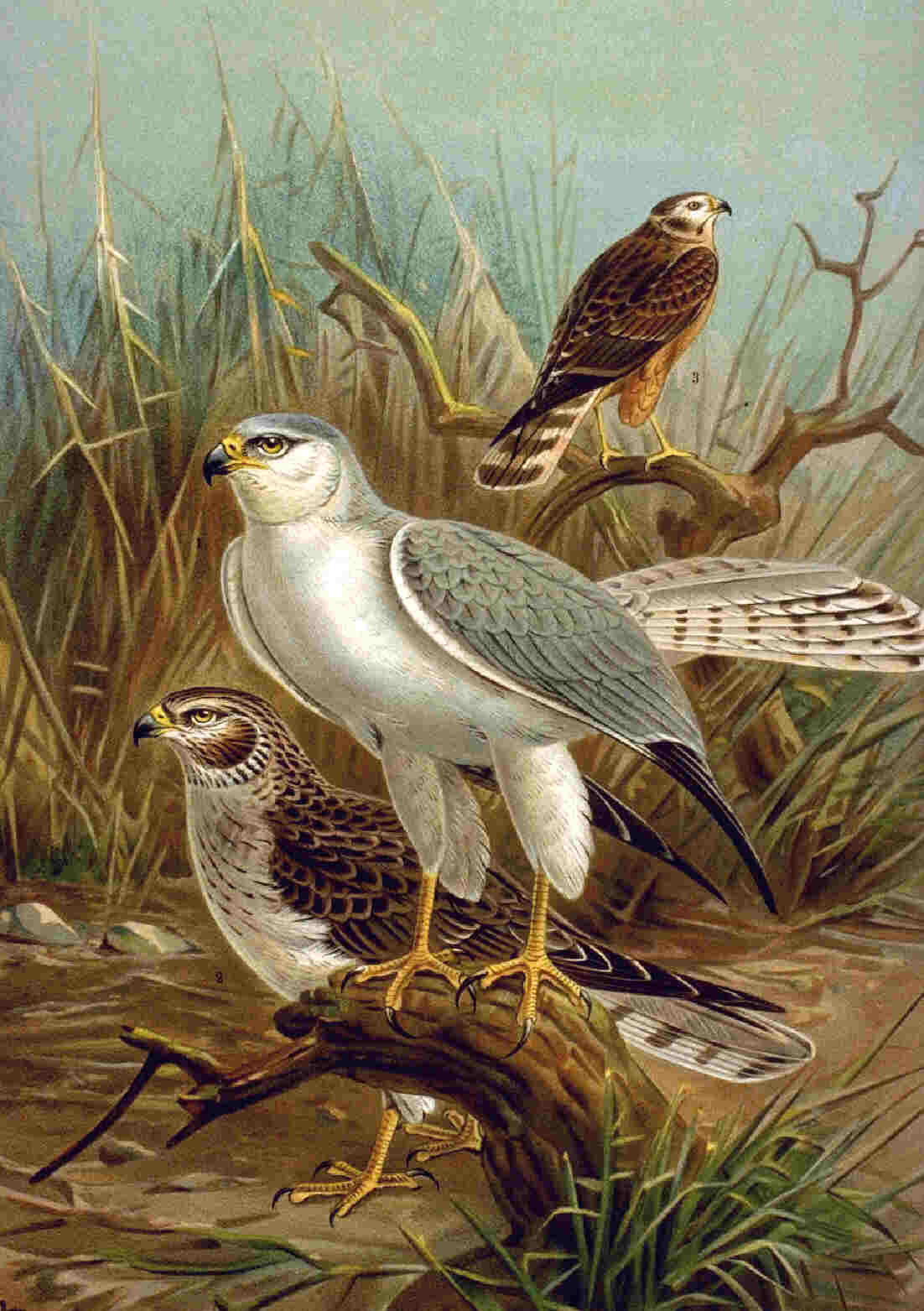 Image of Pallid Harrier