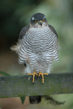 Image of Eurasian Sparrowhawk