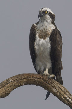 Image of ospreys