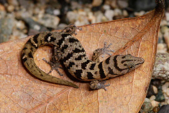 Image of Sphaerodactylus epiurus Thomas 1993