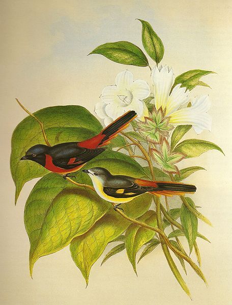 Plancia ëd Pericrocotus Boie & F 1826