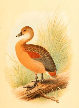 Image of Dendrocygna Swainson 1837