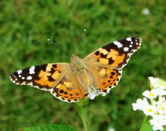 Image of painted lady