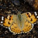 Image of painted lady