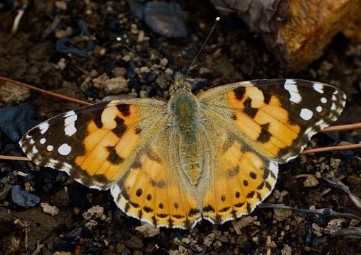 Cynthia cardui Linnaeus 1758 resmi