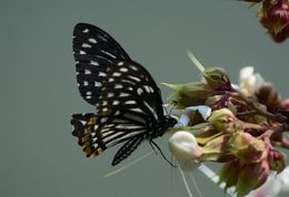 Image de Chilasa clytia (Linnaeus 1758)