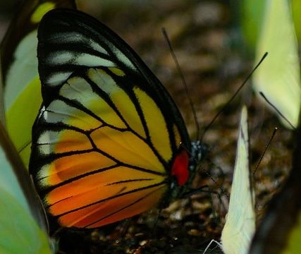 Image of <i>Prioneris clemanthe</i>