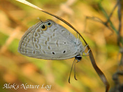 Imagem de Euchrysops cnejus (Fabricius 1798)