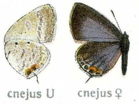 صورة Euchrysops cnejus (Fabricius 1798)