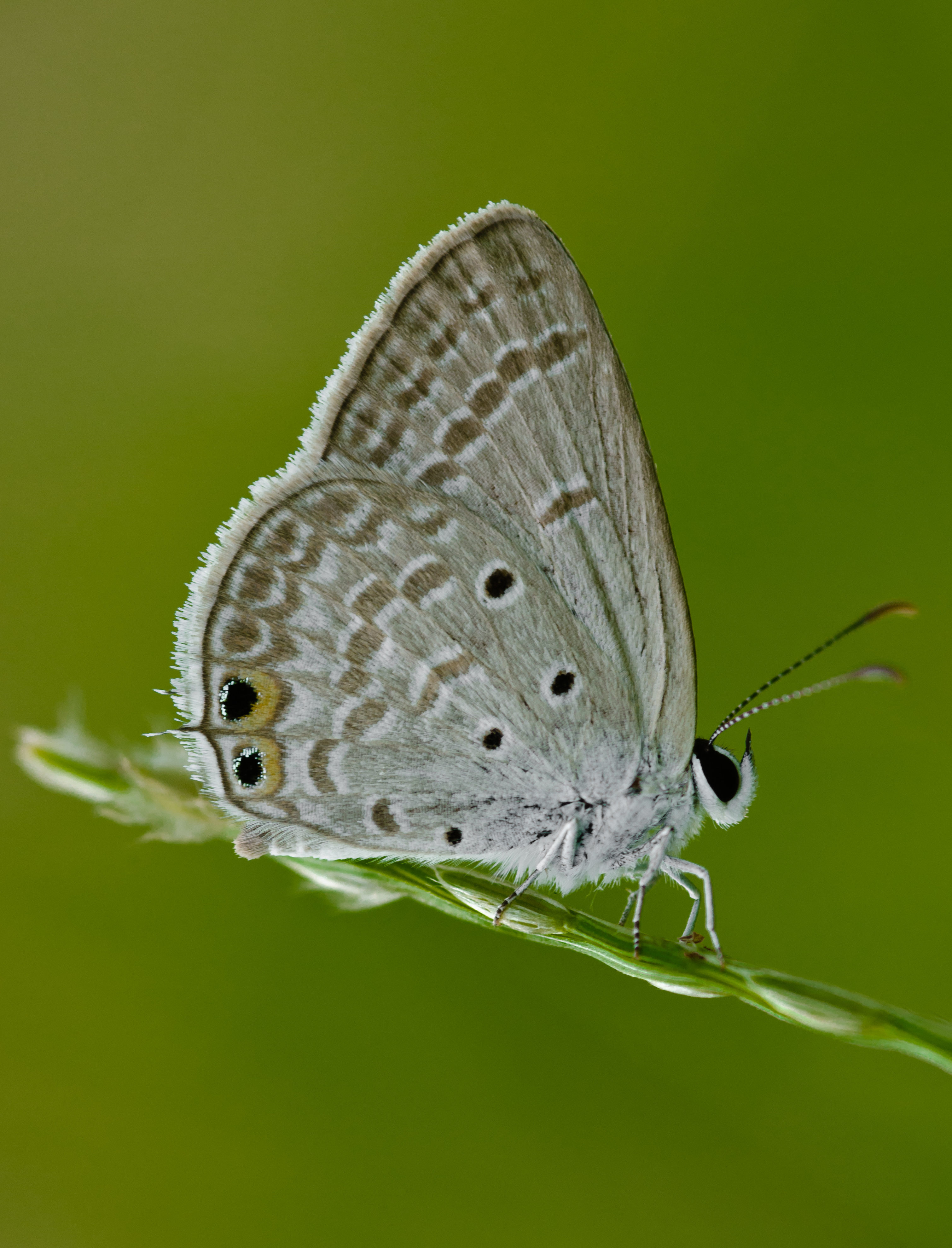 Imagem de Euchrysops cnejus (Fabricius 1798)