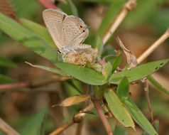 Imagem de Euchrysops cnejus (Fabricius 1798)