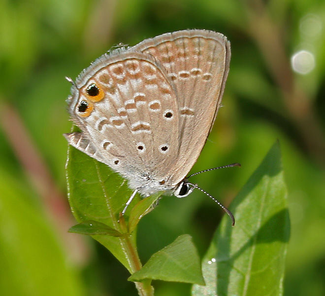 Imagem de Euchrysops cnejus (Fabricius 1798)