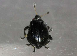 Image of Rhamphus oxyacanthae