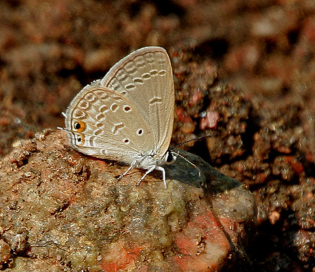 Imagem de Euchrysops cnejus (Fabricius 1798)