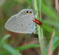 Imagem de Euchrysops cnejus (Fabricius 1798)