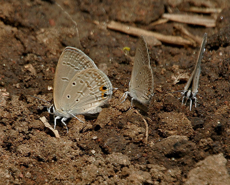 Imagem de Euchrysops cnejus (Fabricius 1798)