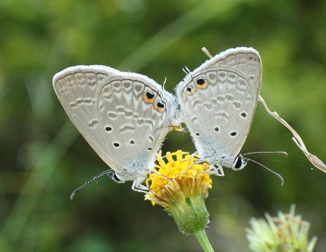 Image of Euchrysops cnejus (Fabricius 1798)