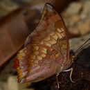 Imagem de Charaxes bernardus Fabricius 1793