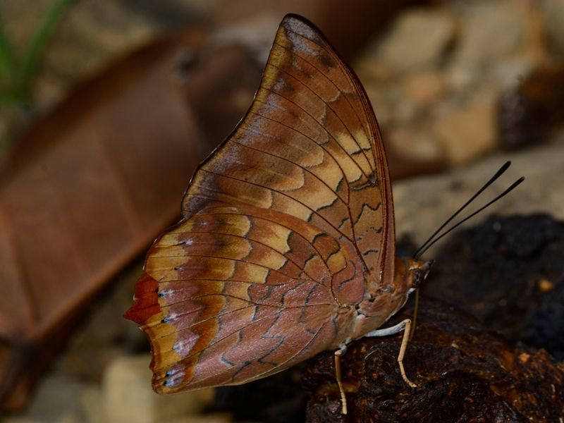 Imagem de Charaxes bernardus Fabricius 1793