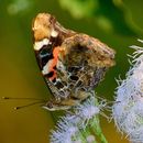 Image of Asian Admiral